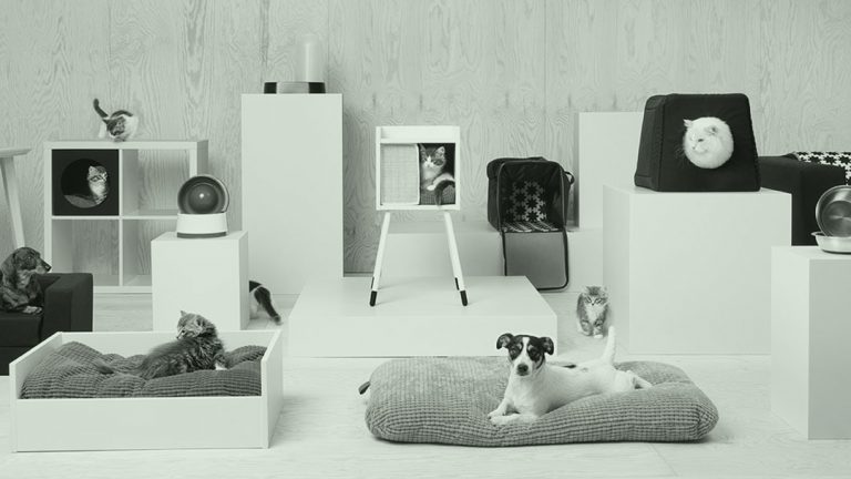 design de produtos para pets