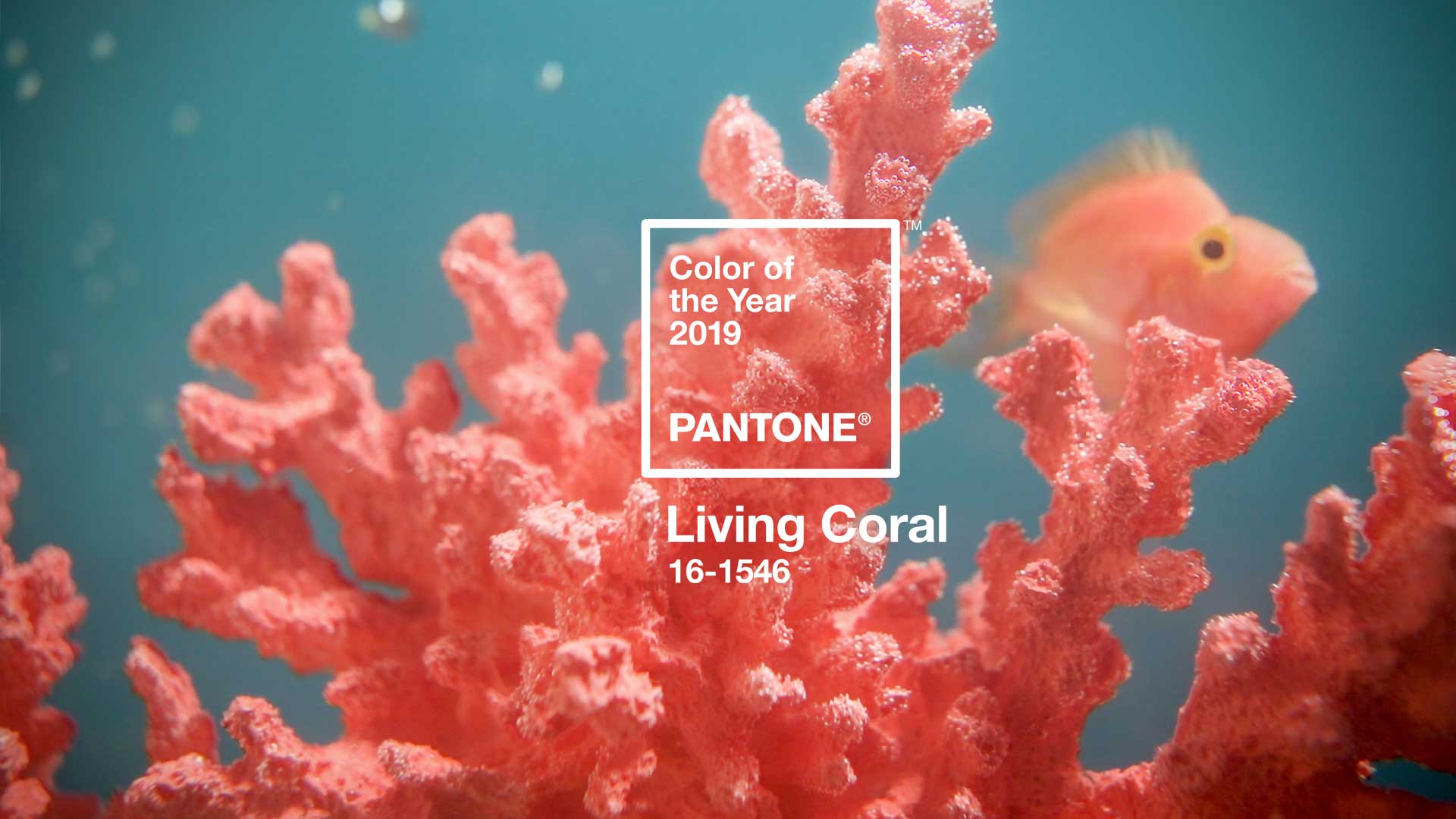 Cor do ano 2019: PANTONE Living Coral 16-1546